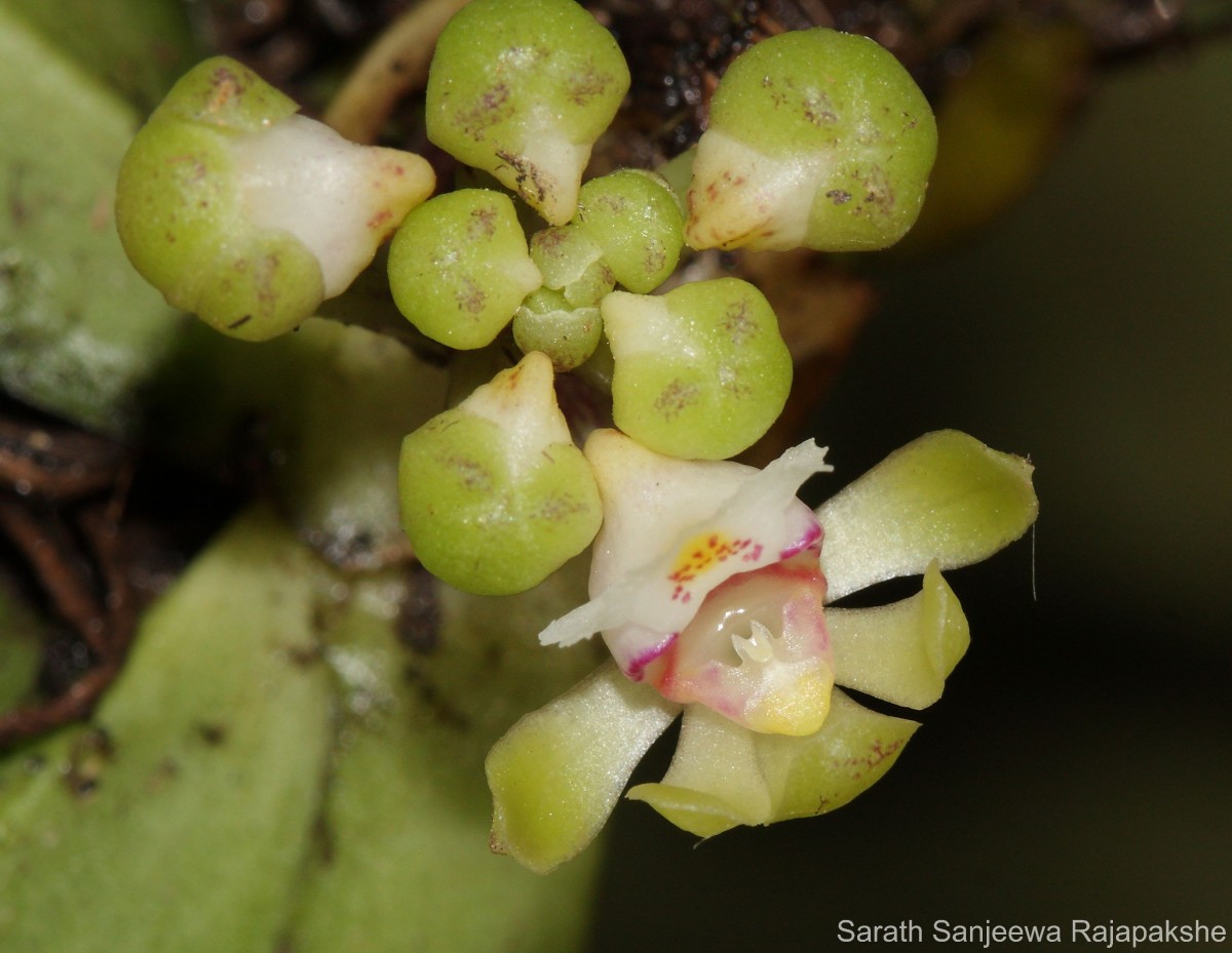 Gastrochilus acaulis (Lindl.) Kuntze